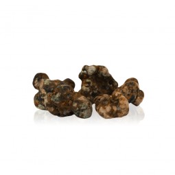 Trufas Psilocybe Utopía