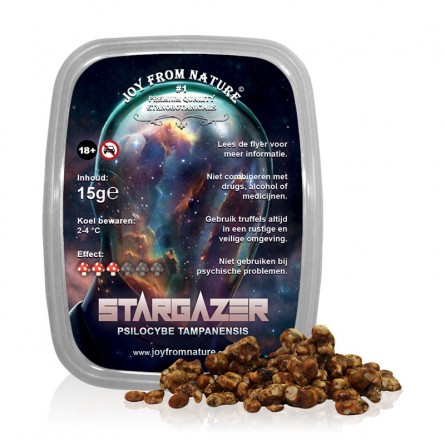 Trufas Psilocybe Tampanensis